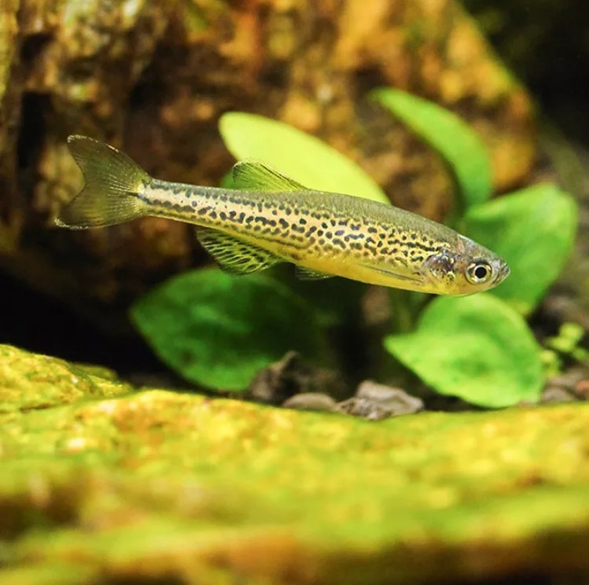 豹纹斑马鱼是什么鱼种,豹纹蝶翼荧光绿斑马鱼