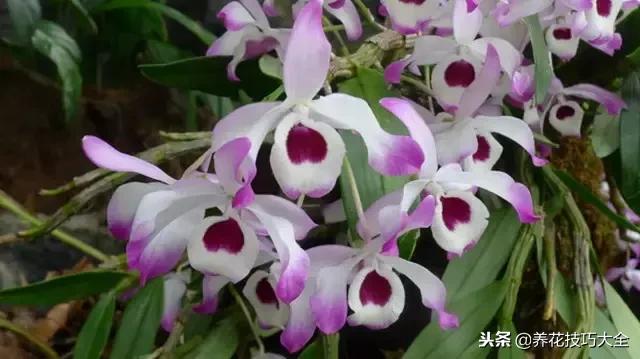 常见小区绿化100种植物图片,常见的水生植物有哪些种