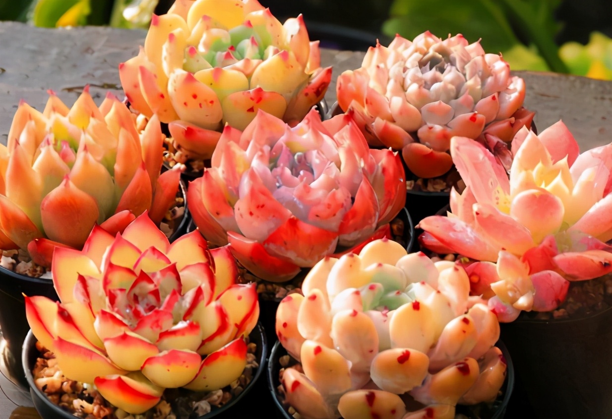 多肉长根不长芽怎么办,多肉杆上长胡须是怎么回事