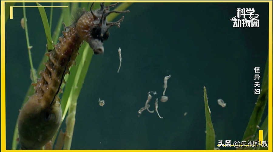 澶ц穼鐪奸暅,澶ц穼鐪奸暅鍜屽嚭涔庢剰鏂欑殑鍖哄埆