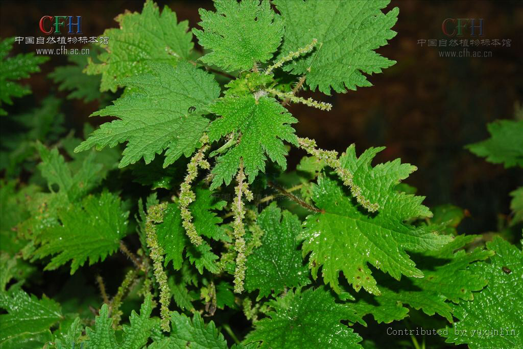 中草药荨麻的功效,荨麻疹有什么中草药可以治疗