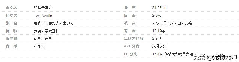 可爱的小型犬,可爱好养的小型犬