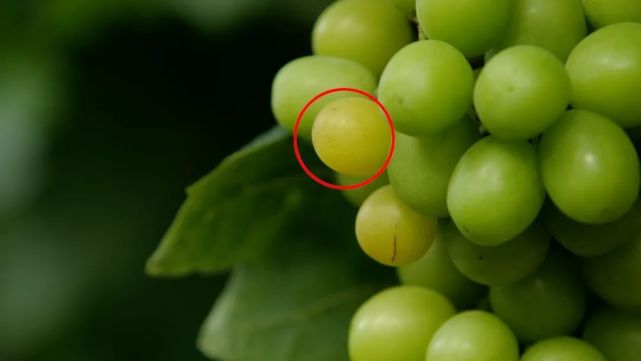 小伙种植葡萄年赚千万,80后小伙创业种葡萄