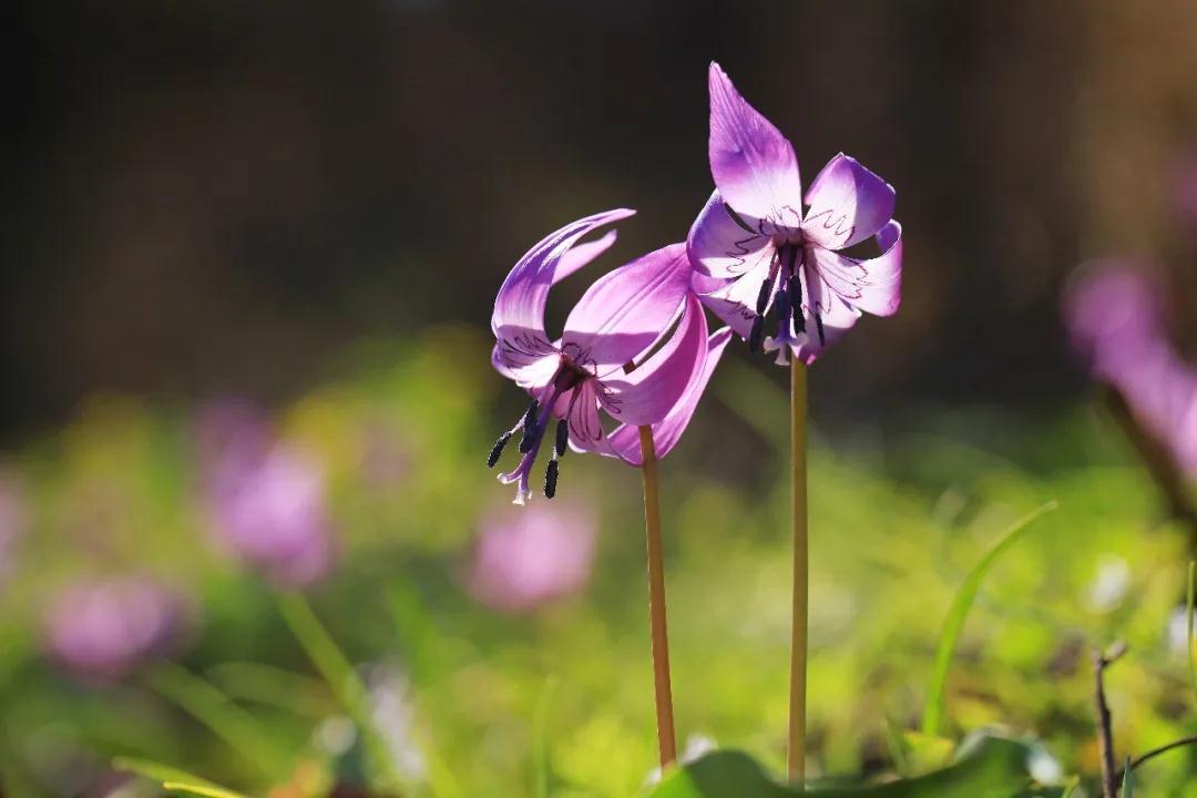 林业生态旅游科普,林草科普