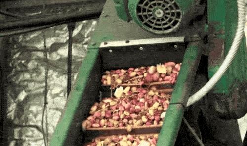 开心果为什么叫开心果,开心果的原果是什么样的