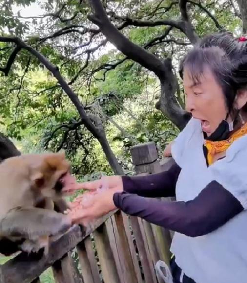 男子见义勇为被猴群殴,男子被猴群报复