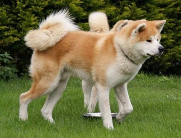 性格温顺的大型犬品种,宠物狗大型犬都有哪些品种