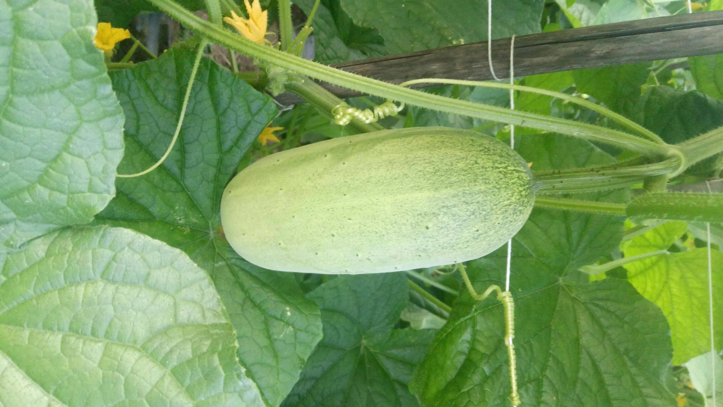 粗犷的黄瓜,坚韧的黄瓜