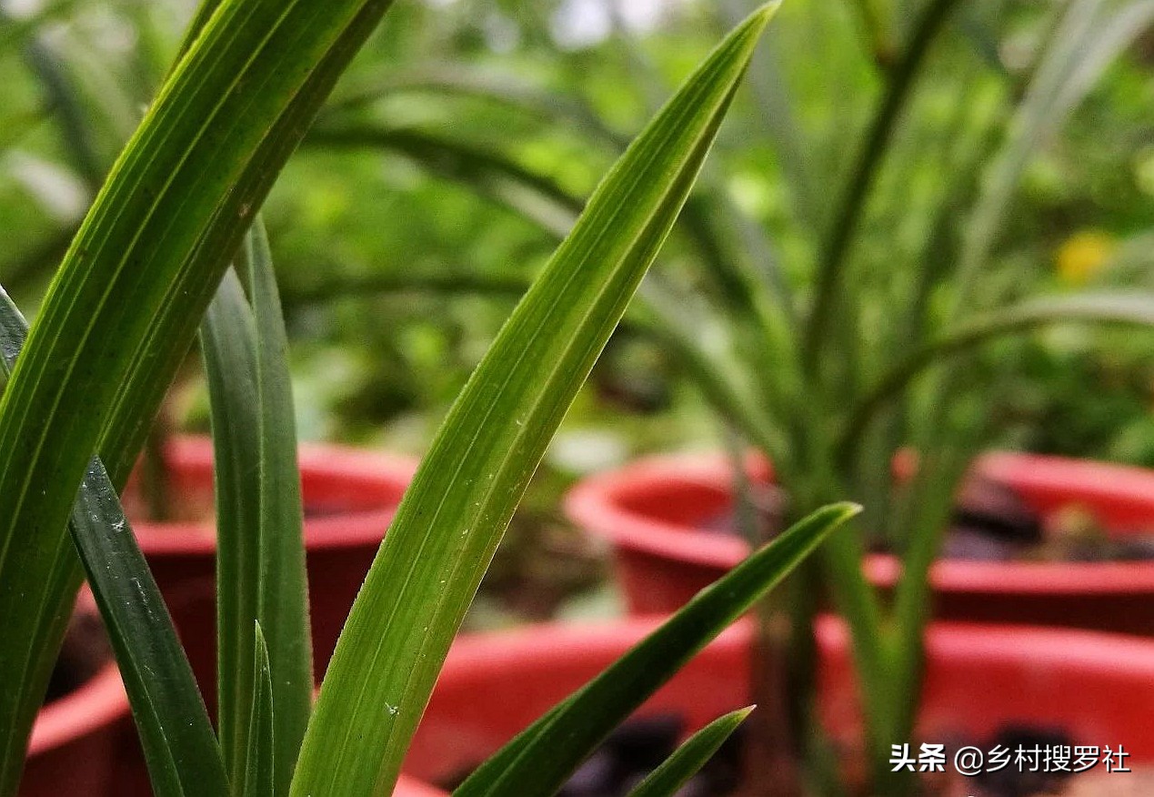 兰花新叶尖发黑是什么原因,兰花新叶片发黑怎么回事