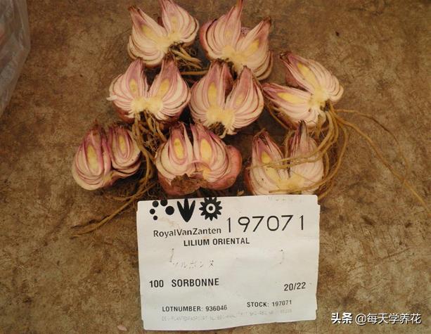 百合虫害的防治方法,百合病虫防治和管理