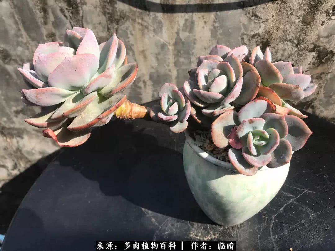 多肉带给我的感情,多肉给人们带什么作用