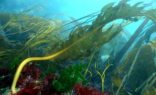 螺旋藻与裙带菜,螺旋藻裙带菜干货