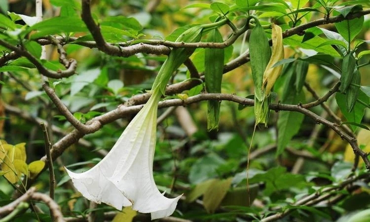 25种常见有毒的花草树木,警惕50种有毒植物