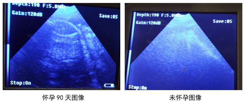怎么判断母猪可以授精,母猪人工授精怀孕技术