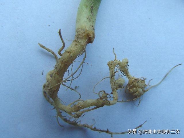 线虫侵袭作物，影响产品品质和产量，关于根结线虫，你了解多少？