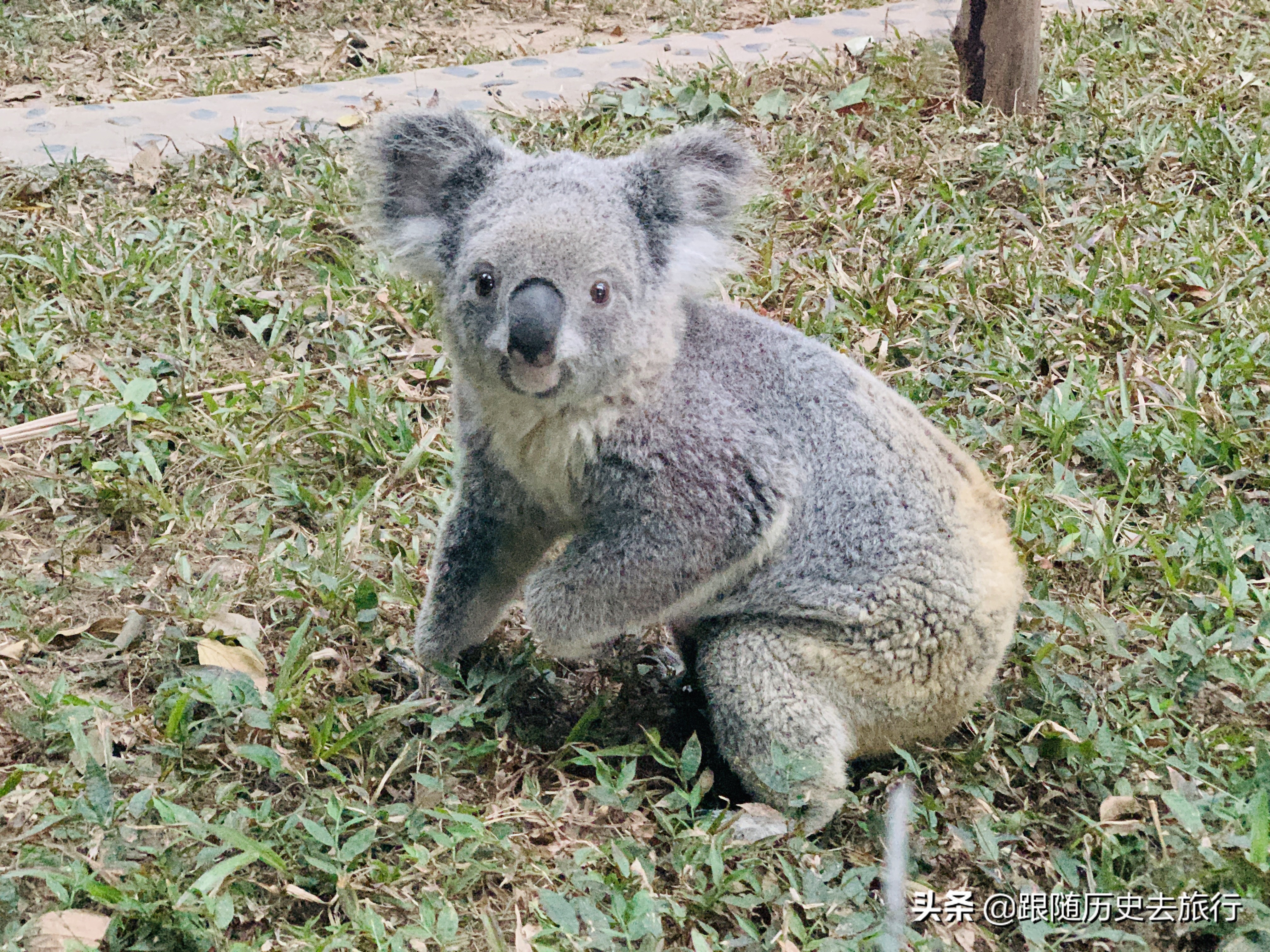 广州长隆水动物世界看大熊猫攻略,广州长隆动物园里的熊猫萌萌
