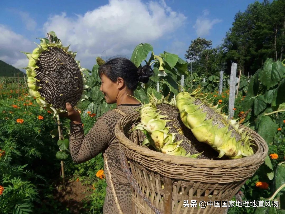 中国人什么时候开始嗑瓜子的,中国人什么年代嗑瓜子