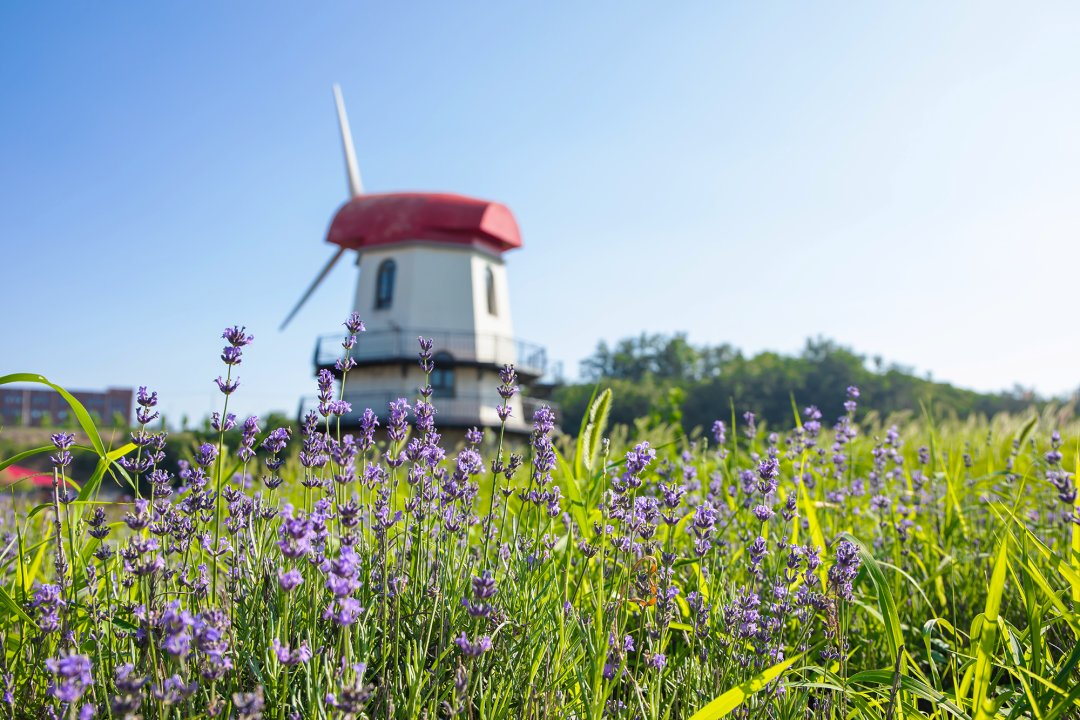 大连六一去哪儿玩,六一大连有免费玩的地方吗