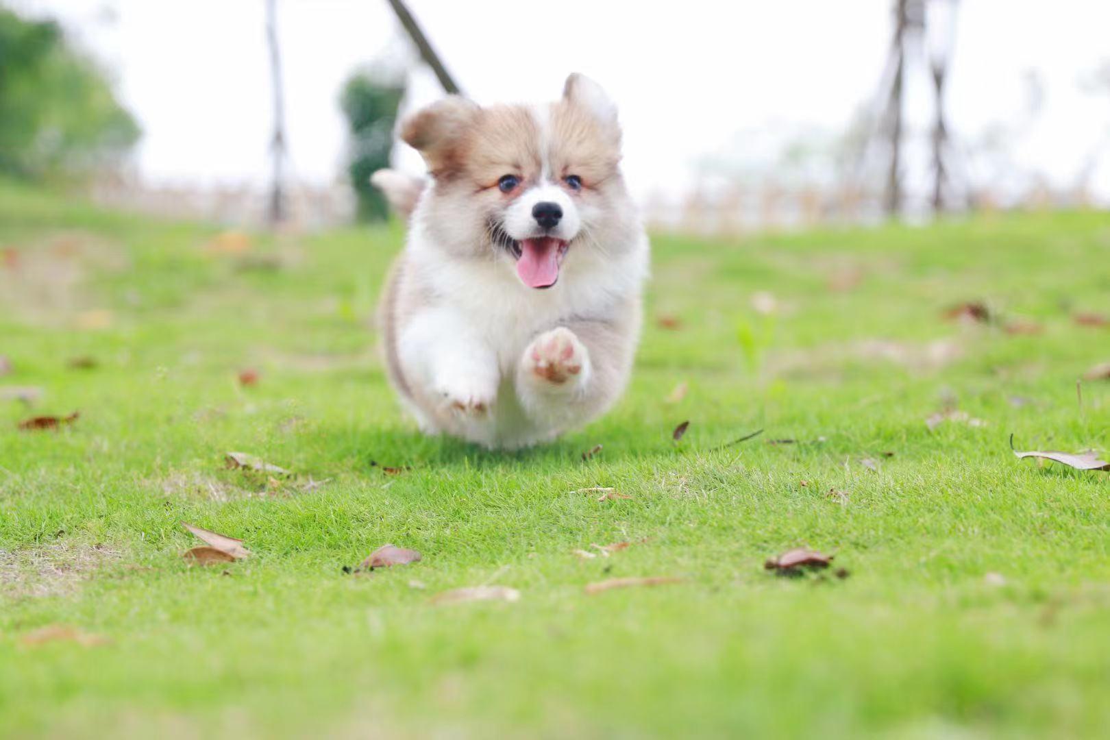 刚带回家的狗狗一直叫不停,刚买回来的狗狗老是哼哼唧唧的