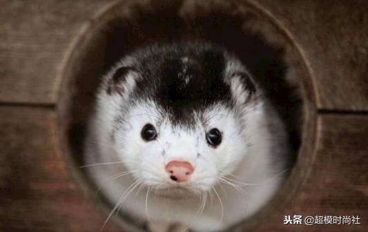 FENDI至今仍使用动物皮草，为何还受杨紫何穗奚梦瑶等众星宠爱？