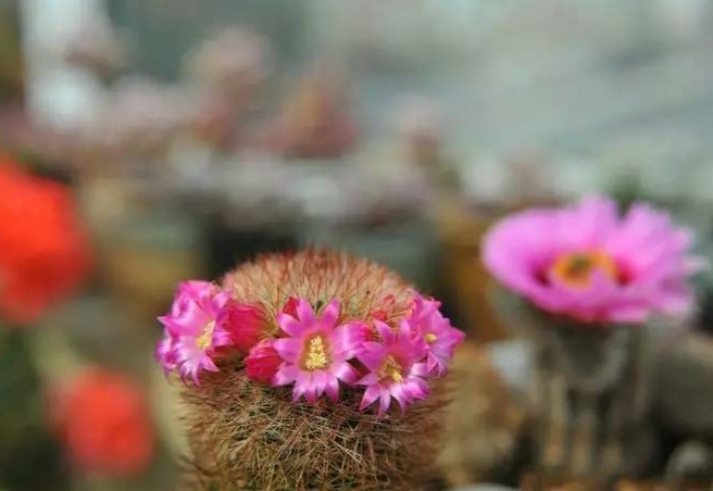 “常年丑貌君不问，一日花红万户惊”——仙人掌的产地及精品赏析