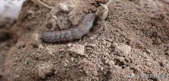 杀灭地下害虫用什么药浇灌,毒辛农药怎样杀灭地下害虫