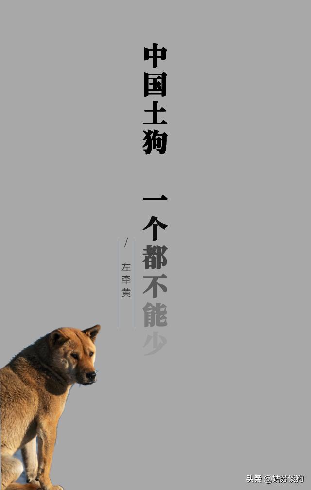 土狗毛多的好还是毛少好,农村土狗为什么越来越少