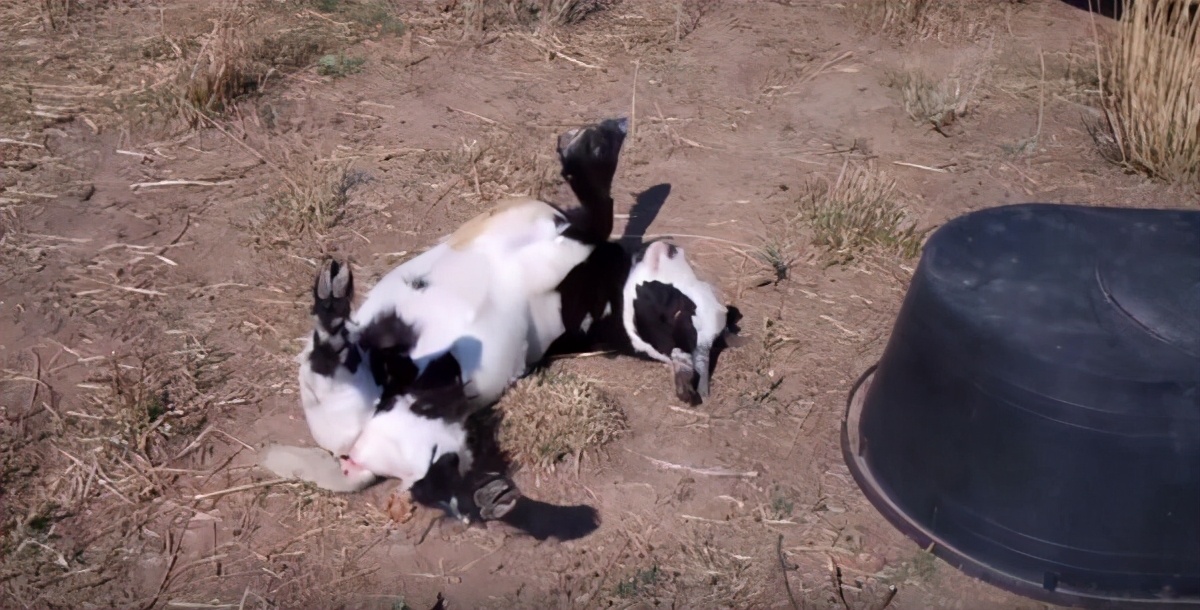 动物界十大碰瓷高手,动物界碰瓷高手视频