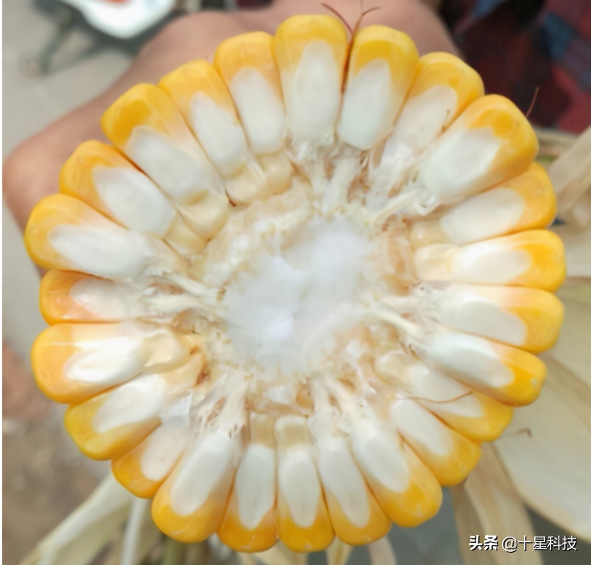 玉米密植高产还是稀植高产,玉米品种稀植品种有哪些