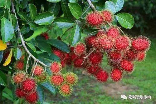 西双版纳这些奇特的水果,作为吃货的你都吃过哪些