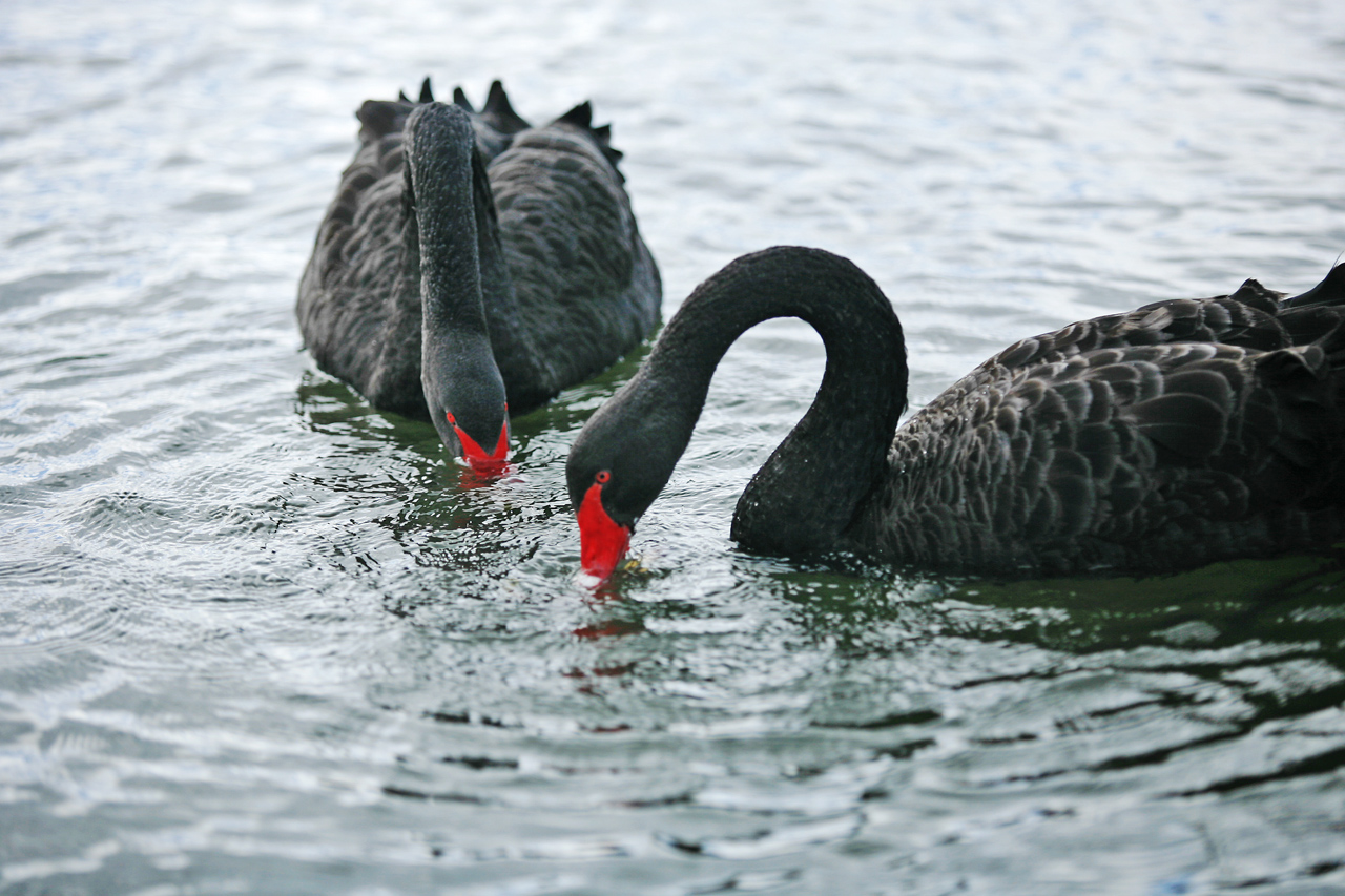 大洋洲的澳大利亚和新西兰,大洋洲新西兰美丽的大城市