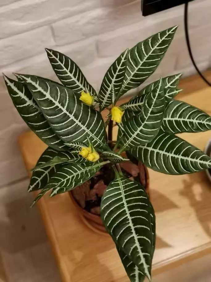 94种常见唯美观叶植物,会开花的绿色硬叶植物