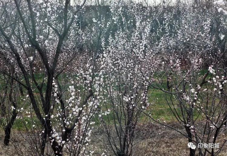 晋城哪里可以春游,晋城附近春游景点