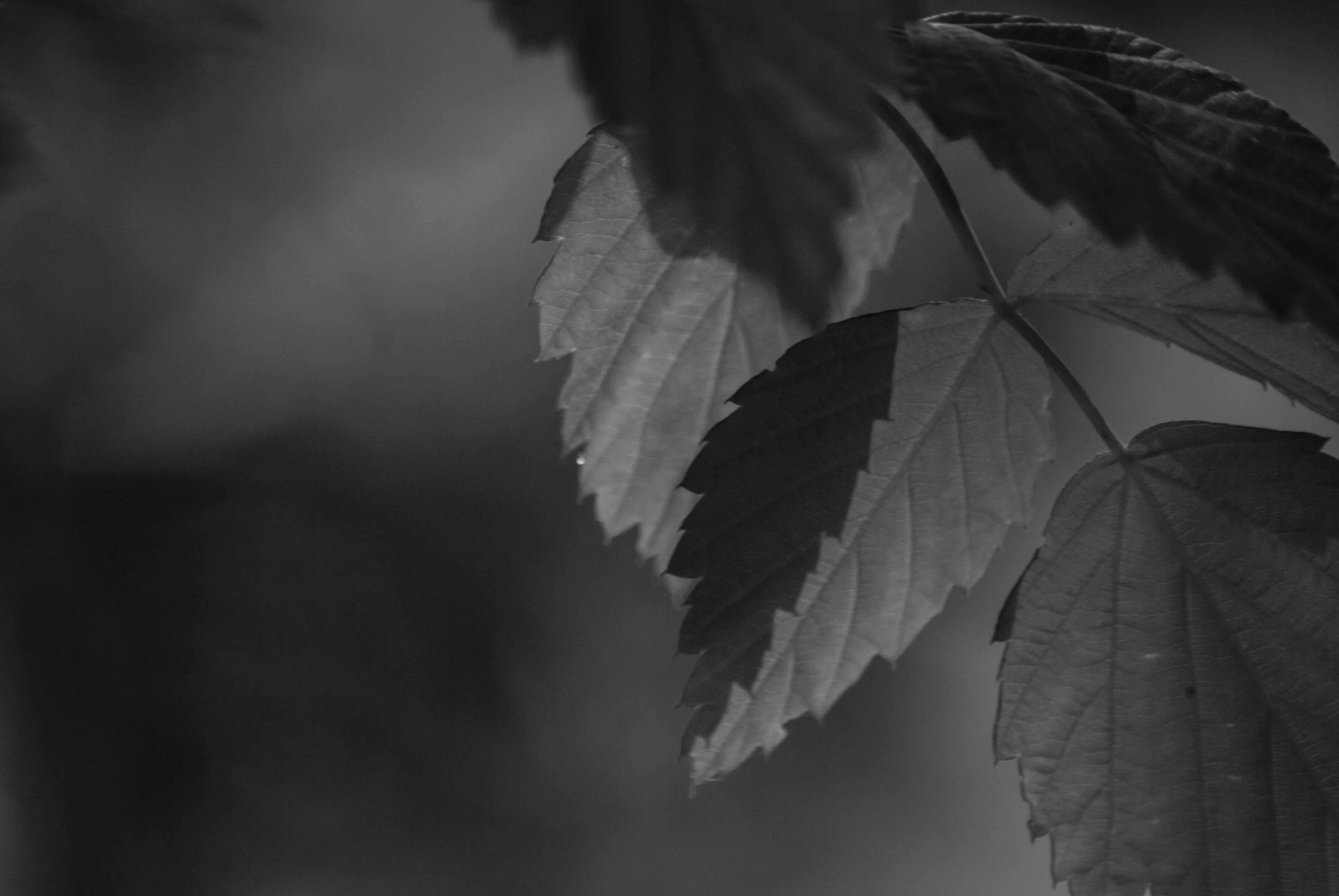 1000多的二手单反值得买吗,1000元左右二手单反全画幅