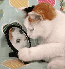 猫咪身上有小黑点怎么回事,猫咪毛里面有很小的小黑点是什么