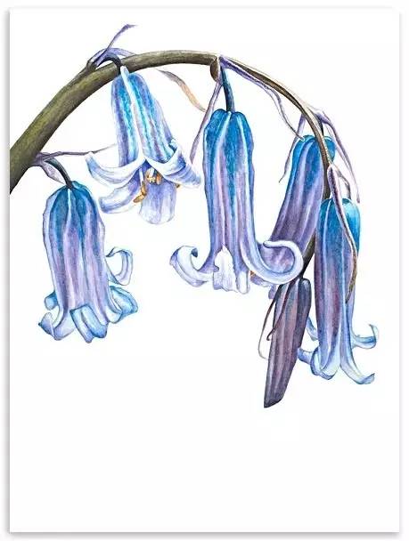 超写实绘画真实吗,超写实的植物绘画