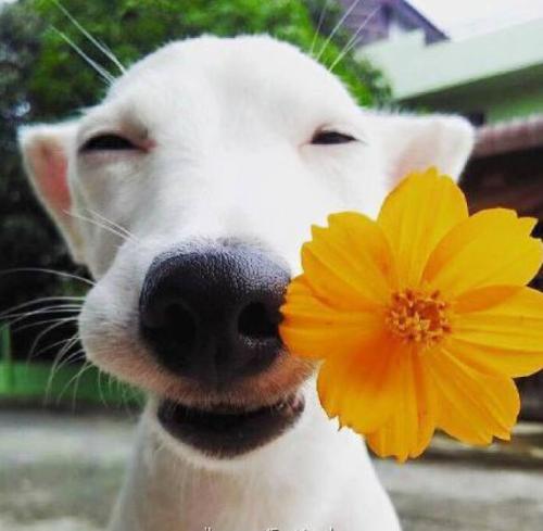 狗狗的性格特点有哪些类型,狗狗的5大性格类型