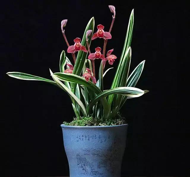 带金边的墨兰开花图片,金边兰花都有什么颜色的花