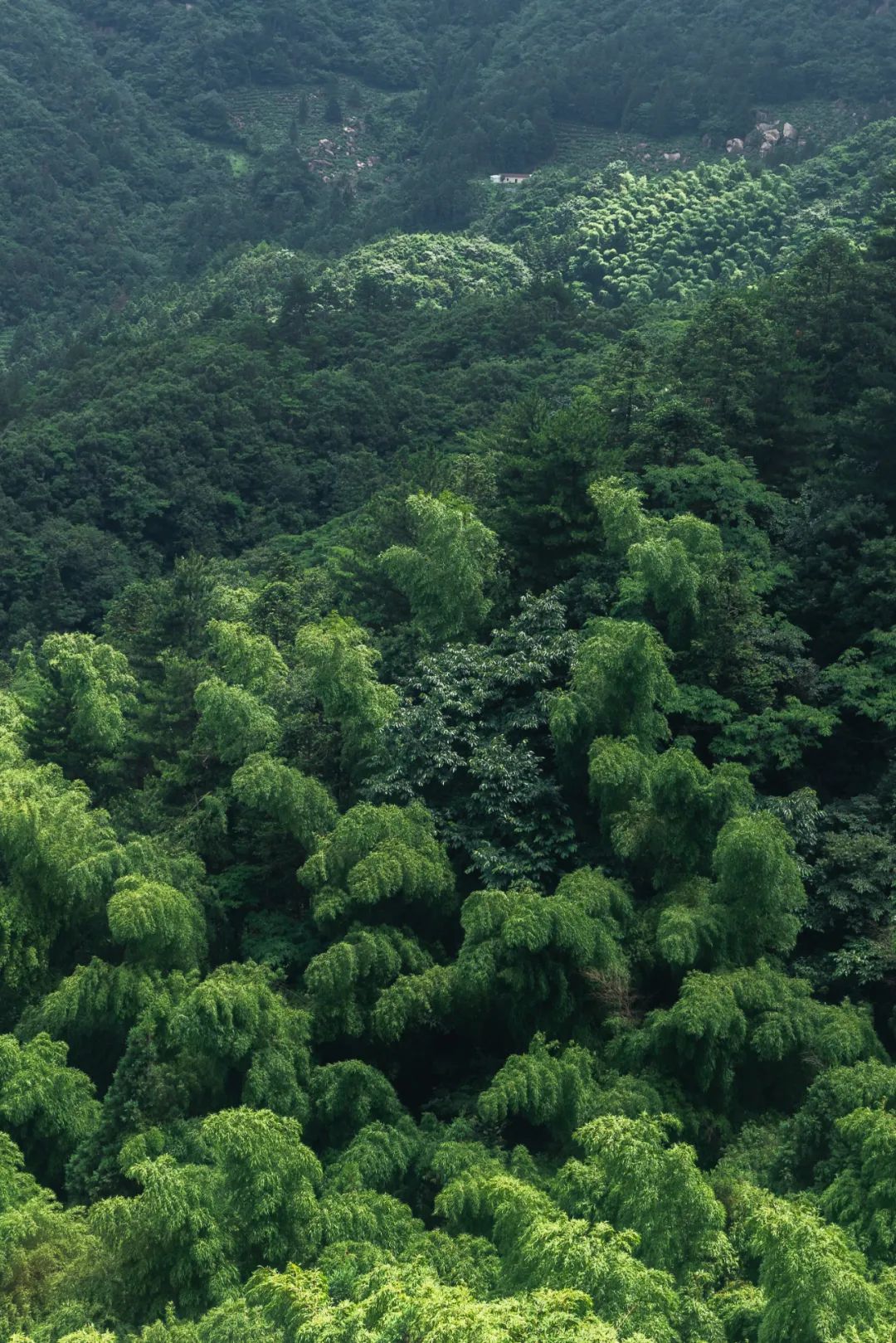 我国四大名山九华山,四大佛教名山哪个风景最美