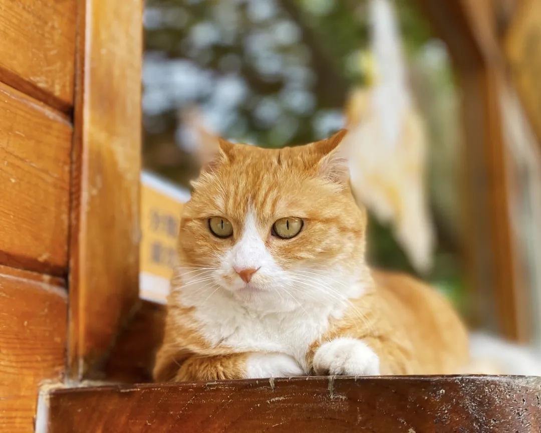 听说我没有脖子？