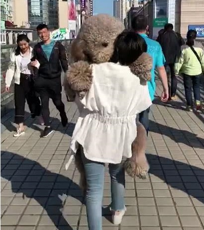 泰迪想要小一点的该怎么选,泰迪想攻击主人怎么驯服