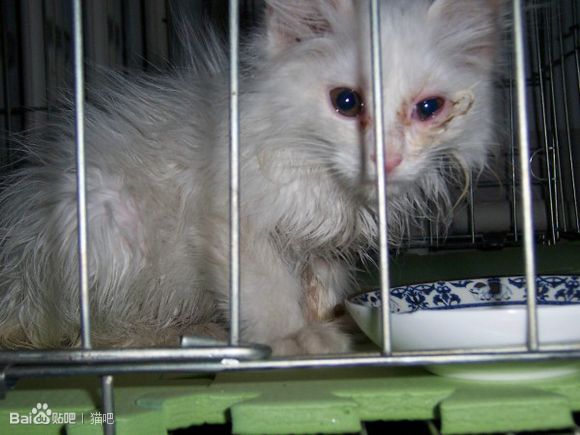 猫杯状病毒感染怎么治疗,猫鼻支病毒感染怎么治