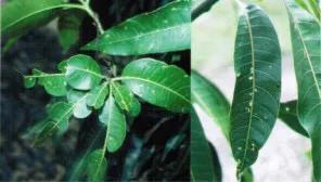 芒果补钙不能和什么元素混用,芒果中毒应该吃什么