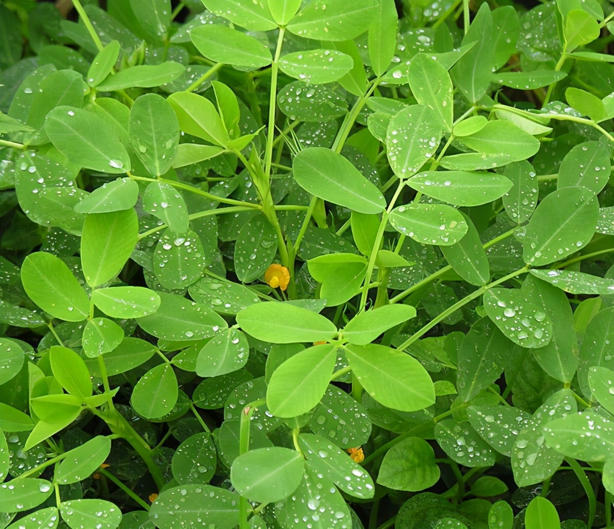 花生黄叶了用什么肥,花生黄叶用什么药治最好