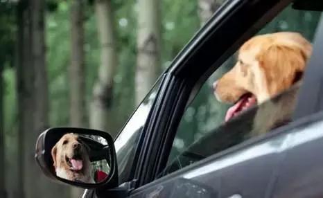 年底“人类大迁徙”，猫猫狗狗旅行怎么办？