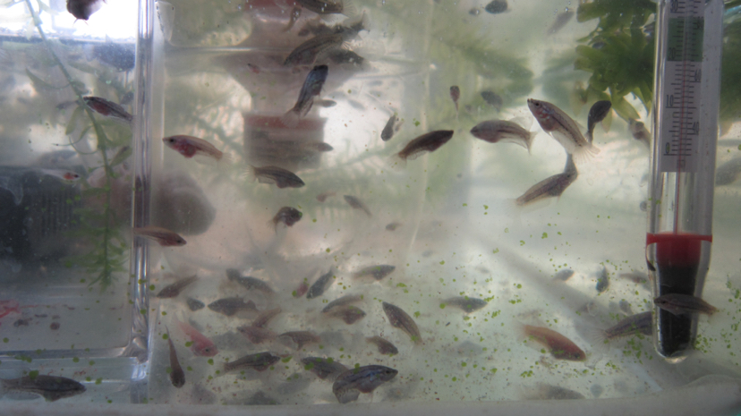 鍥芥枟绻佹畺娉版枟,娉版枟鍏瘝绻佹畺