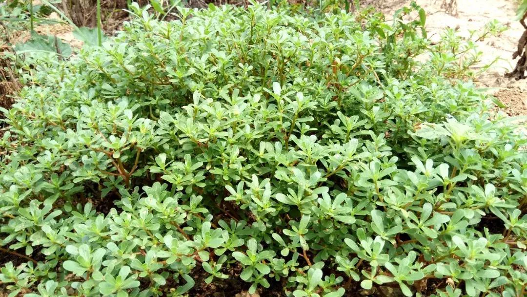 玉米苗前封闭除草剂哪种最好,麦茬玉米打封闭药管用吗