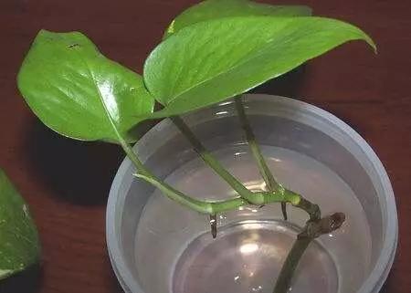 绿萝冬天蔫了软趴趴的怎么回事,绿萝冬天放在泡沫箱里能过冬吗