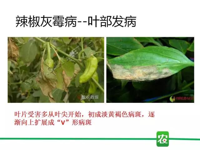 灰霉病视频图片,葡萄灰霉病和草莓灰霉病