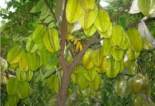 杨桃树种植技术管理,杨桃果树的栽培技巧